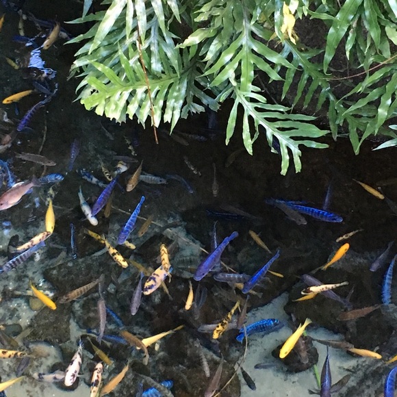 Meet your Posher, Sue - Picture 1 of 1